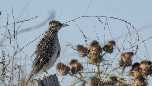 The greater roadrunner (Geococcyx californianus) - bird from the cuckoo family. It hunts snakes, lizards, mice and insects. Lives in deserts and semi-deserts of the South of the USA and in Mexico. photo