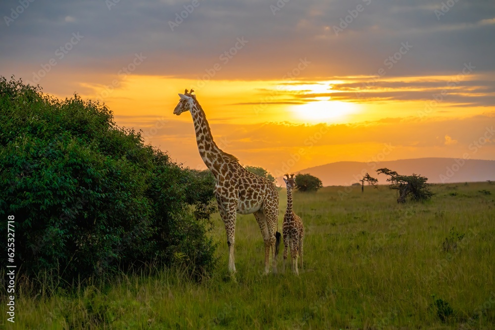 Fototapeta premium Female giraffe and her baby, calf, feeding on small trees at sunset on the Maasai Mara Reserve Kenya