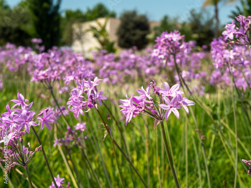 close up purple small flowers of Allium unifolium or American garlic in city park, selective focus