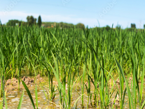 green rice sprouts in a paddy field