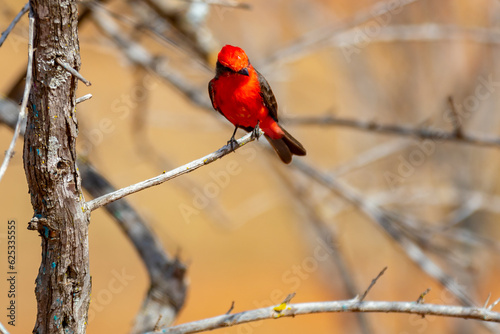 Small red bird known as "prince" Pyrocephalus rubinus perched on dry tree with blue sky and full moon background © Adilson