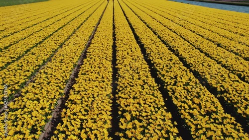 Polders with symmetric yellow tulip flower beds in Netherlands, drone view. High quality 4k footage