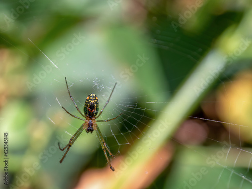 Macro photography of an orchard spider hanging on its web, caaptured in a garden near the colonial town of Villa de Leyva, in central Colombia.