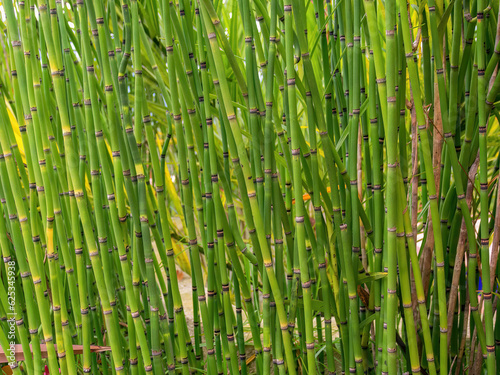 Close-up photography of healthy rough horsetail plants  captured in a garden near the town of Arcabuco  in the eastern Andean mountains of central Colombia.