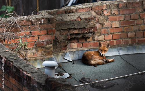 fox, street, london, wild, city, uk, london fox, urban, bricks, animal, fur, mammal, europe,