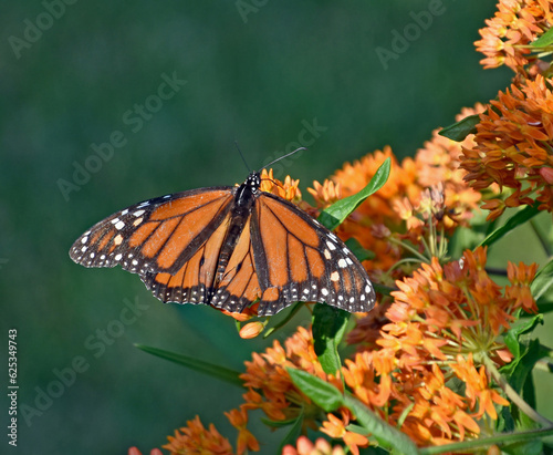 Photography Male Monarch butterfly (Danaus plexippus) feeds on flowers of a Butterfly Weed (