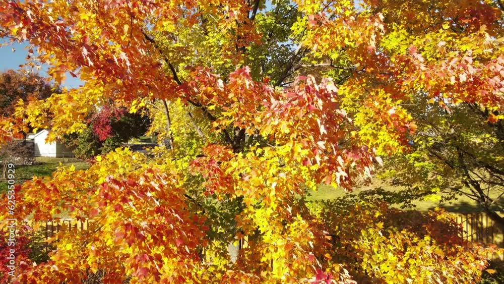 bright autumn tree with yellow leaves close-up from the ground to the sky. Let's get the drone.
bright autumn tree with yellow leaves close-up from the ground to the sky. Let's get the drone.
