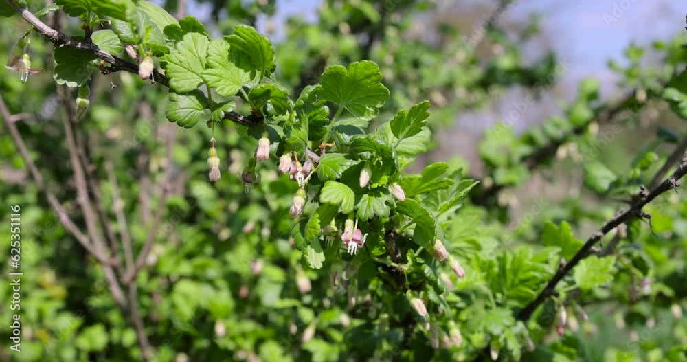 gooseberry bush with green foliage and flowers gooseberry bush with green foliage and flowers