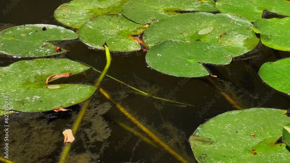 Lotus Flowers and Leaves on Lake Water Lotus Flowers and Leaves on Lake Water