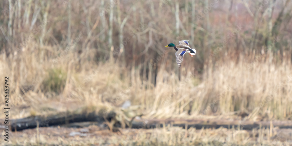 Male Mallard Duck in Flight in Early Winter Morning Light Over Cattails Male Mallard Duck in Flight in Early Winter Morning Light Over Cattails