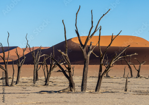 Panoramic Image of Deadvlei Claypan in Early Morning Light in Namibia Africa photo