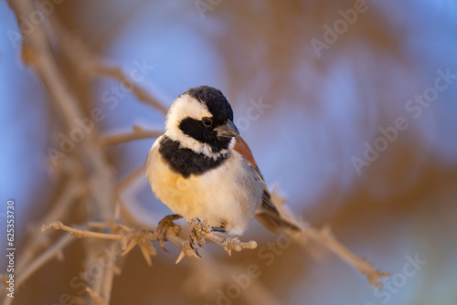 Male Cape Sparrow in Sussusvlei Dunes in Early Morning Light in Namibia Africa