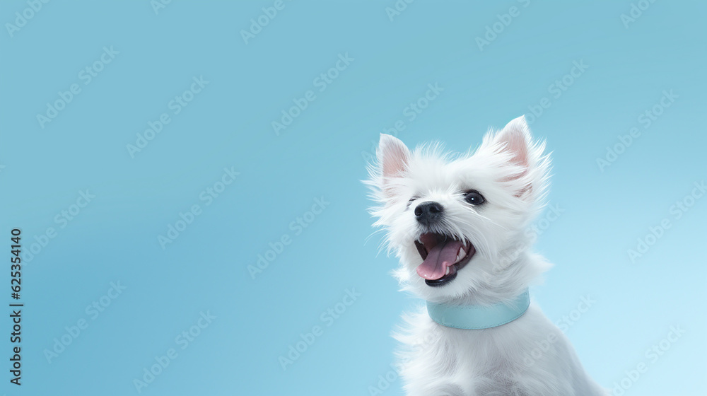 White dog with a collar looking up in the air isolated on blue