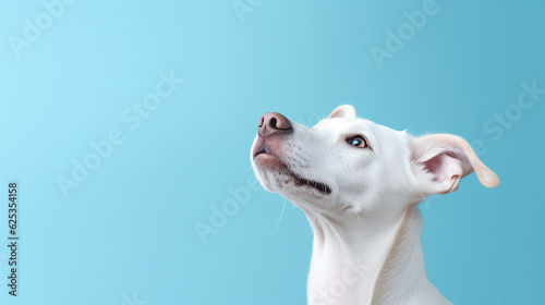 White dog looking up on blue background