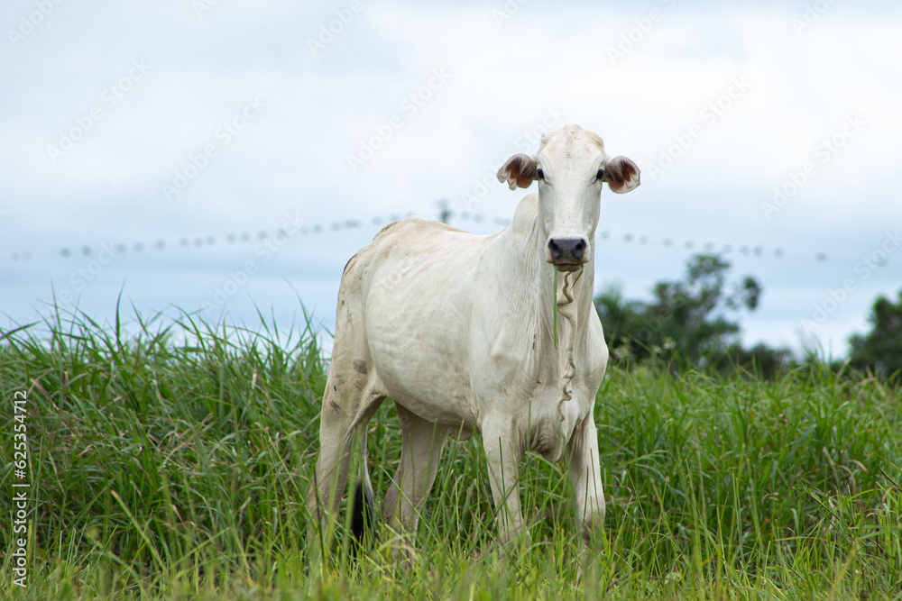 Boi, bezerro, touro, pasto verde, beira do rio
Boi, bezerro, touro, pasto verde, beira do rio