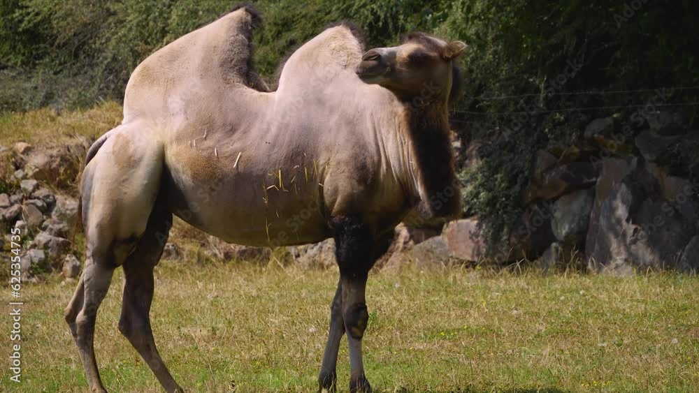 Close up of camel standing on a hill and looking around Close up of camel standing on a hill and looking around