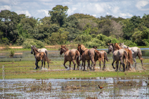 herd of horses, cavalo correndo, Fine ART, Pantanal, cavalo pantaneiro  photo