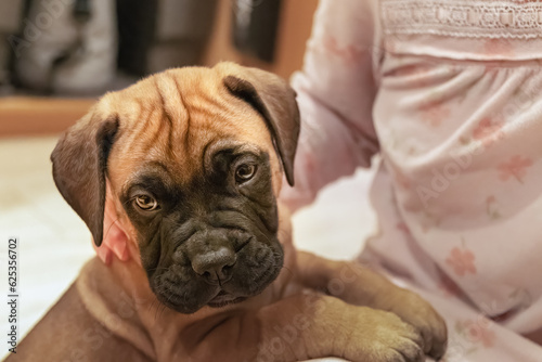 2018-12-22 A 9 WEEK OLD BULLMASTIFF PUPPY PAWS ON ITS OWNER LOOKING INTO THE CAMERA WITH A BEAUTIFUL SET OF EYES AND A DARK MUZZEL  photo