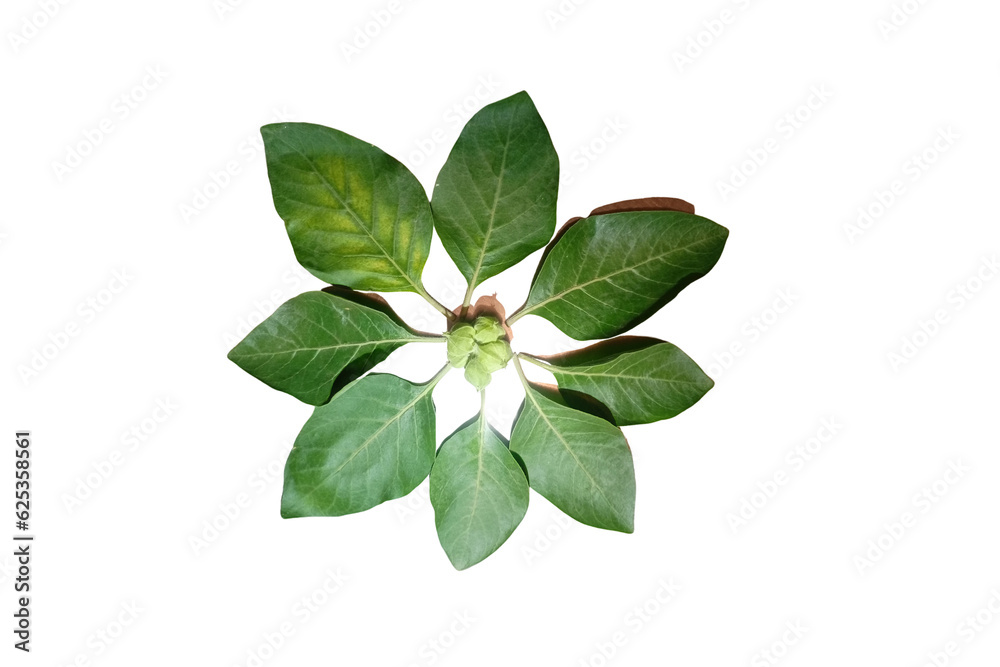 image of green leaves on white background image of green leaves on white background