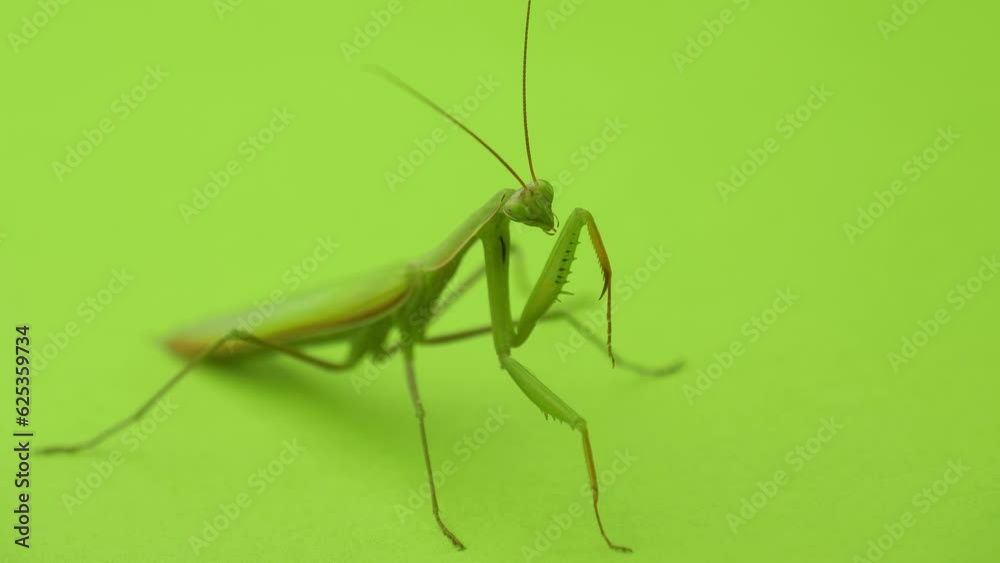 Female praying mantis on a green background close-up. Praying mantis cleans its paws, turns its head and takes off. Green female praying mantis cleans its paws. Insect on a green background, close-up Female praying mantis on a green background close-up. Praying mantis cleans its paws, turns its head and takes off. Green female praying mantis cleans its paws. Insect on a green background, close-up