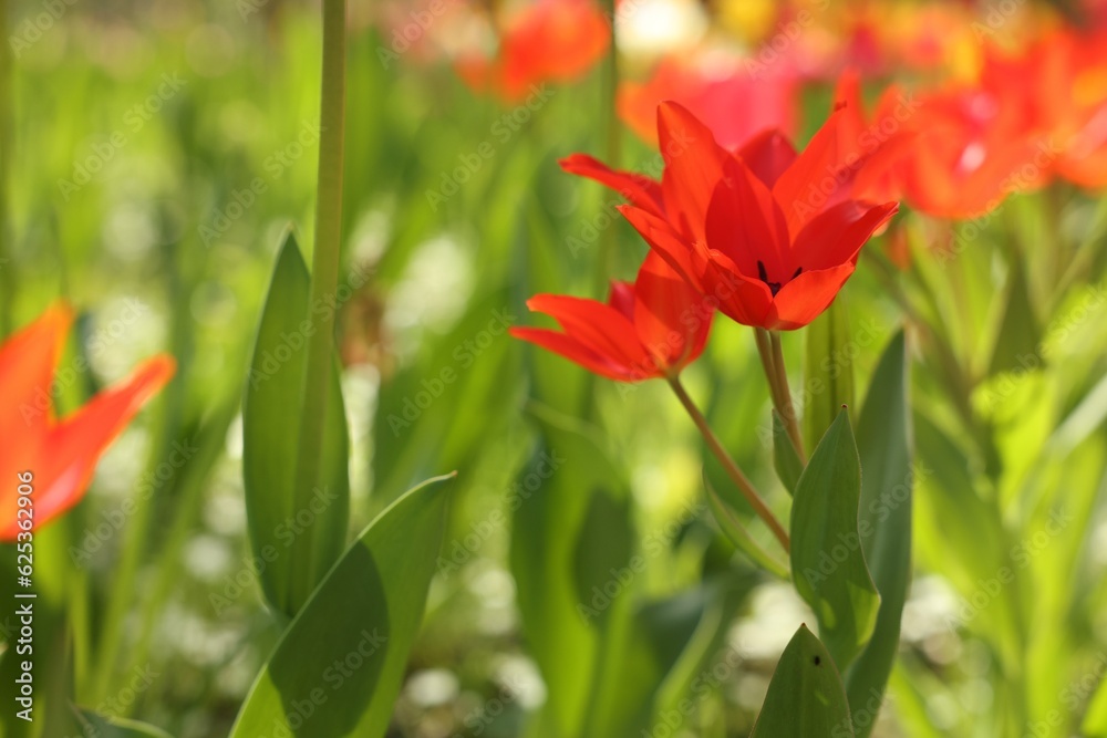 Beautiful red tulips growing outdoors on sunny day, closeup. Space for text