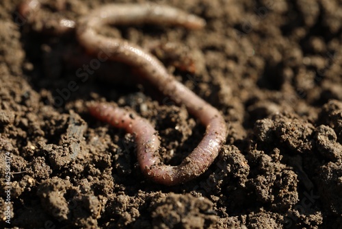 Worm on wet soil on sunny day, closeup