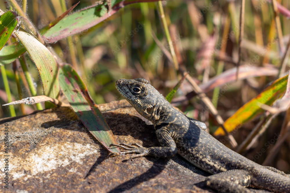 Naklejka premium Photograph of small lizard on a rock.