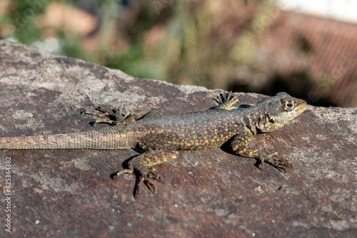 Photograph of small lizard on a rock.