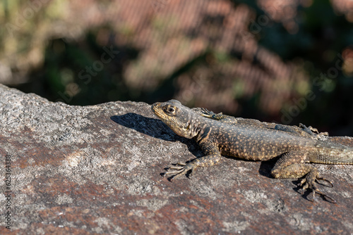 Photograph of small lizard on a rock.