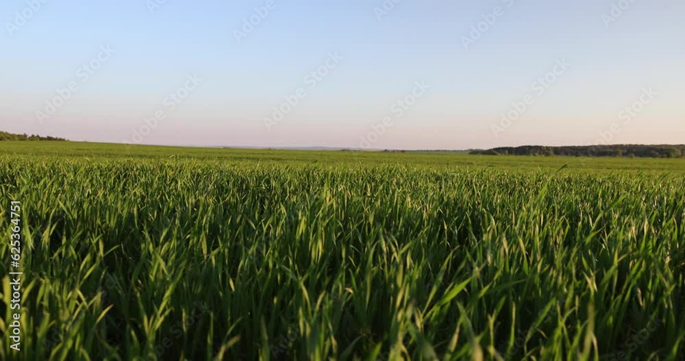 young green wheat in the field in the spring season, a beautiful field with green cereals during sunset young green wheat in the field in the spring season, a beautiful field with green cereals during sunset