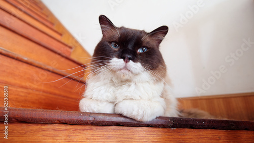 Cute ragdoll cat with big beautiful blue eyes and black face lying on stairs looking at camera, cozy pet at home concept. © atiger