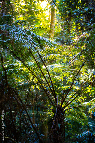 panorama of springbrook national park in warrie circuit section  beautiful lush gondwana rainforest near gold coast, south east queensland, australia © Jakub