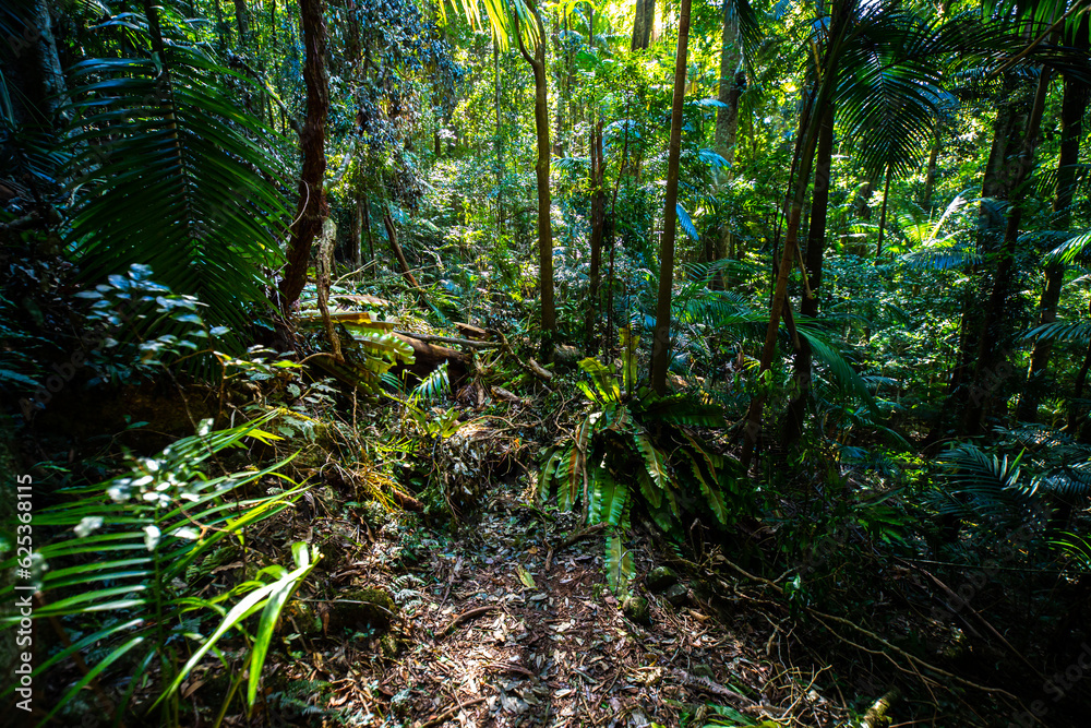 a path through dense tropical rainforest in springbrook national park near gold coast, queensland, australia; warrie circuit trail, hiking in dense tropical jungle with unique vegetation
a path through dense tropical rainforest in springbrook national park near gold coast, queensland, australia; warrie circuit trail, hiking in dense tropical jungle with unique vegetation