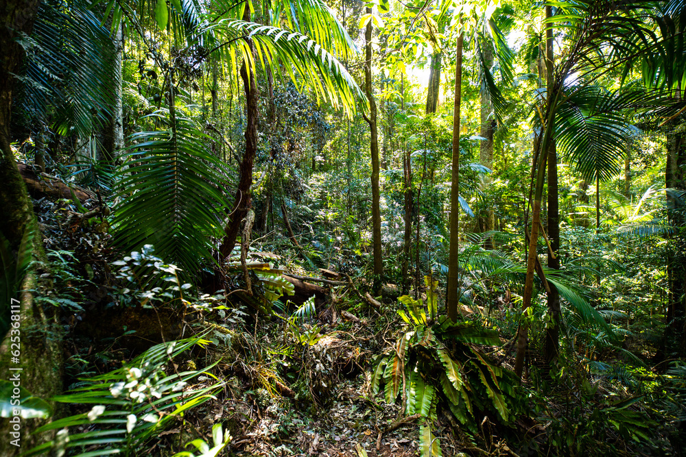Fototapeta premium a path through dense tropical rainforest in springbrook national park near gold coast, queensland, australia; warrie circuit trail, hiking in dense tropical jungle with unique vegetation 