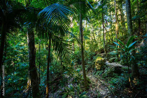 a path through dense tropical rainforest in springbrook national park near gold coast, queensland, australia; warrie circuit trail, hiking in dense tropical jungle with unique vegetation	
 photo