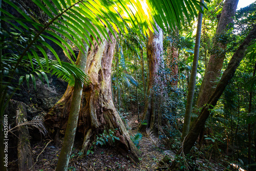 a path through dense tropical rainforest in springbrook national park near gold coast  queensland  australia  warrie circuit trail  hiking in dense tropical jungle with unique vegetation  