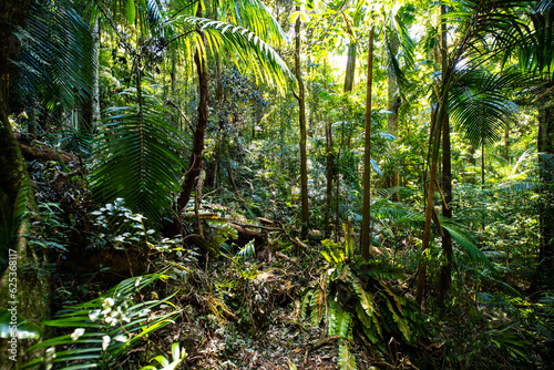 a path through dense tropical rainforest in springbrook national park near gold coast, queensland, australia; warrie circuit trail, hiking in dense tropical jungle with unique vegetation 