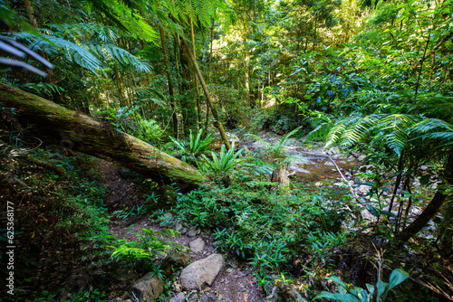a path through dense tropical rainforest in springbrook national park near gold coast, queensland, australia; warrie circuit trail, hiking in dense tropical jungle with unique vegetation 