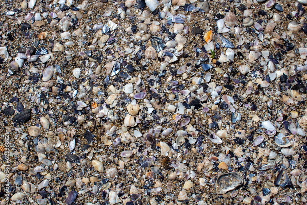 shells and pebbles on the beach texture