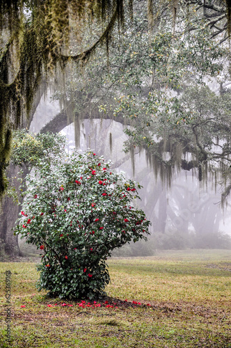 Flowering camellia bush by the fantastic live oak alley at Greenwood Plantation.