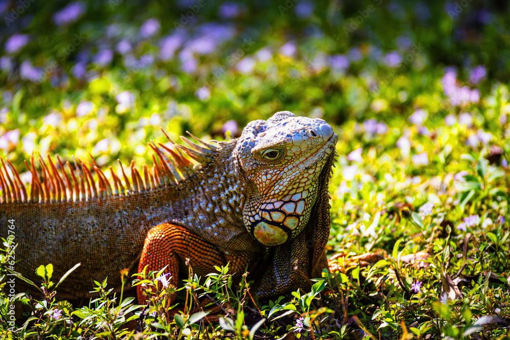 Naklejka premium iguana on the grass