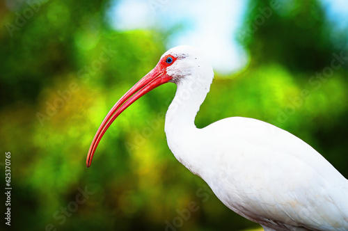 Foto white ibis bird
