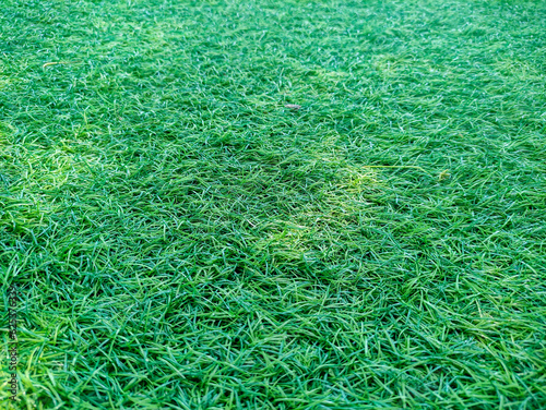 Green colorful of the lawn is a texture background