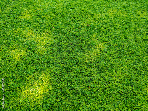 Green colorful of the lawn is a texture background
