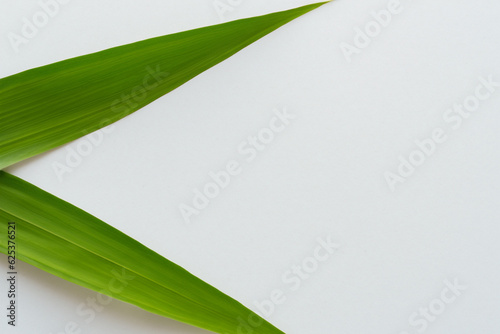 Beautiful Leaf Background with White Paper A Refreshing and Serene Combination © NairaCapture