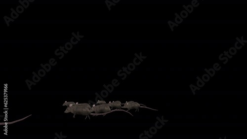 Rats Running animation on a transparent background