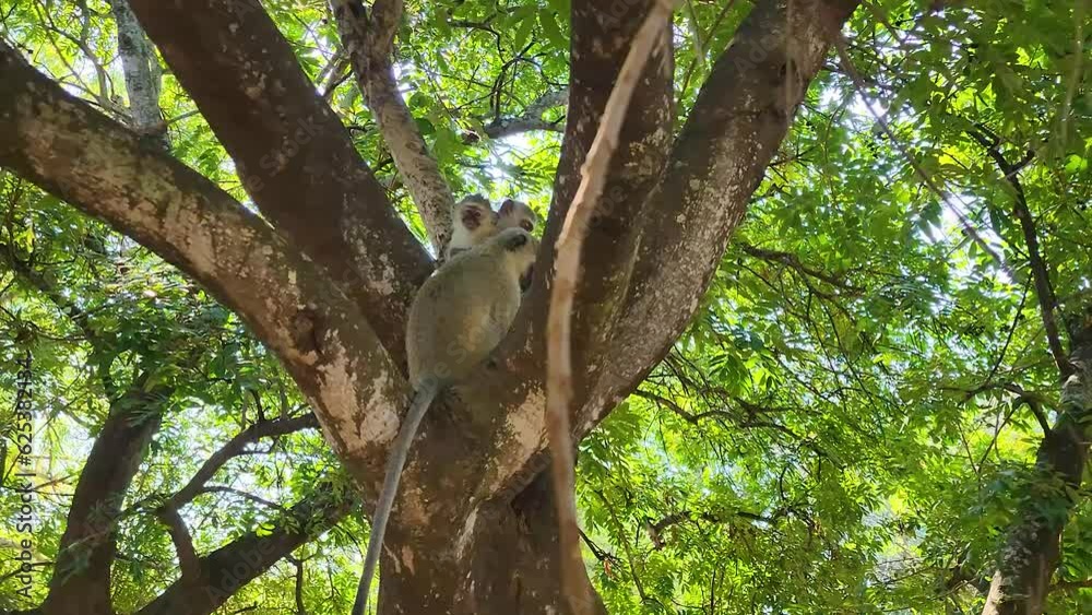 Vervet monkeys relaxing in tree under lush green leaf foliage. Kruger National Park, south Africa Vervet monkeys relaxing in tree under lush green leaf foliage. Kruger National Park, south Africa