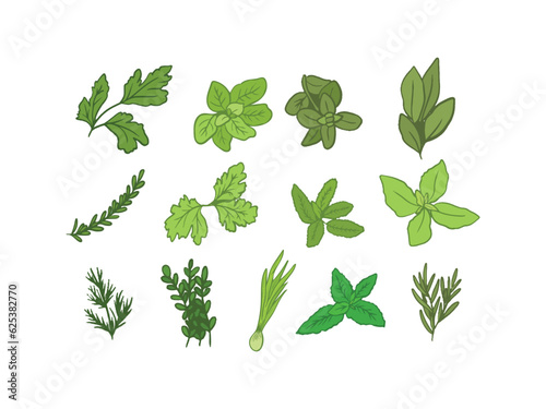 collection of green herbs leaves
