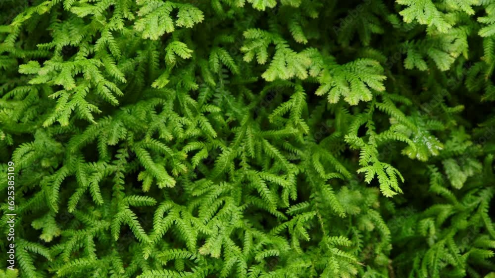 Ferns in the forest. Close-up of Selaginella kraussiana natural floral fern background. Green leaves pattern background. Green selaginella fern leaves swaying in the wind. Ferns in the forest. Close-up of Selaginella kraussiana natural floral fern background. Green leaves pattern background. Green selaginella fern leaves swaying in the wind.