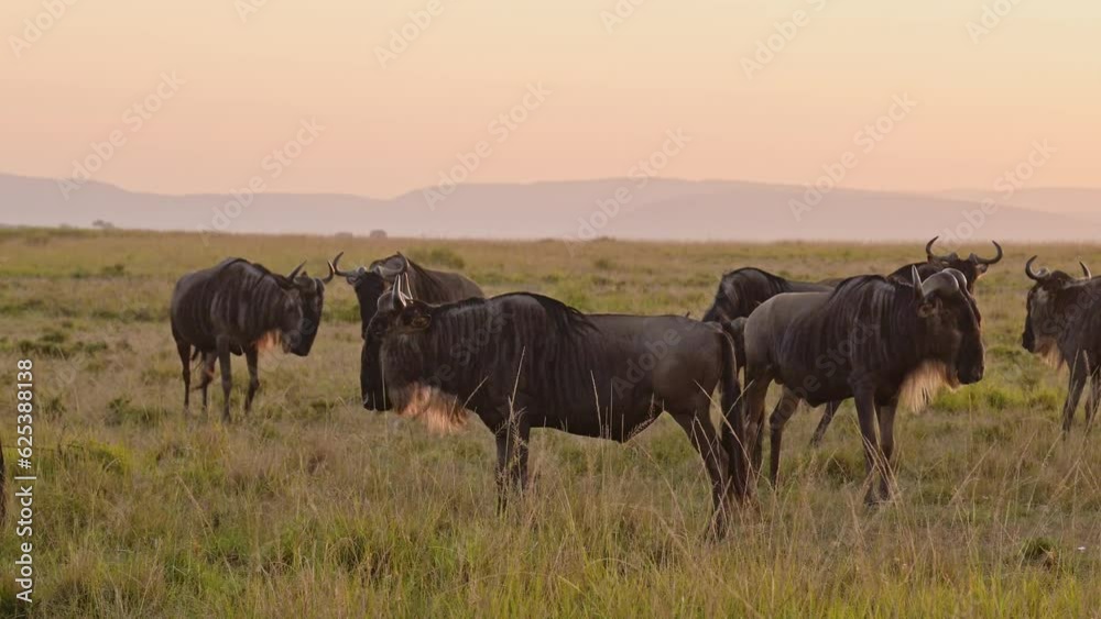 Wildebeest Herd on Great Migration in Africa, Walking on Savannah between Masai Mara in Kenya and Serengeti in Tanzania, African Wildlife Animals at Sunrise in Maasai Mara Wildebeest Herd on Great Migration in Africa, Walking on Savannah between Masai Mara in Kenya and Serengeti in Tanzania, African Wildlife Animals at Sunrise in Maasai Mara